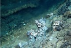熱水鉱床（チムニー）