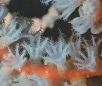 珊瑚の仲間（珊瑚虫）